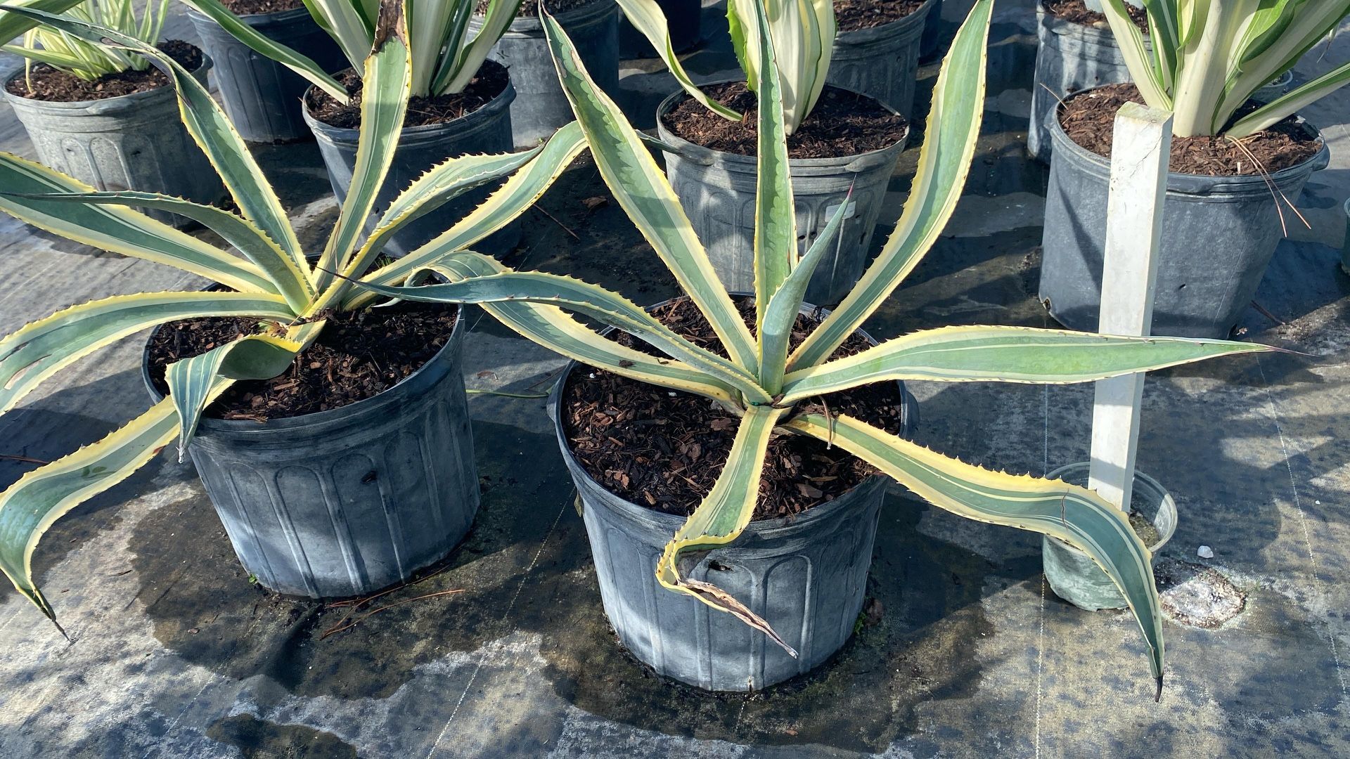 Americano Agave - 7gl