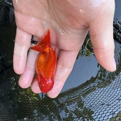 Goldfish  For Sell