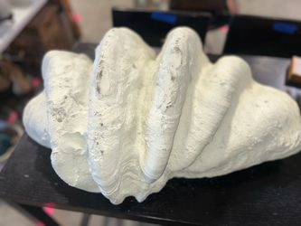 Large White Giant Clam Shell