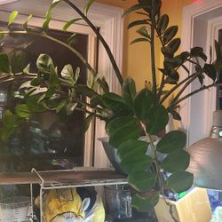 Huge ZZ Plant (30 "x 45")