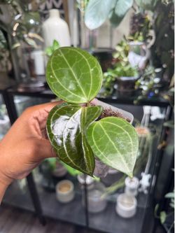 Hoya sp. Sarawak Cream 🤍