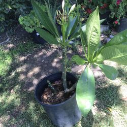 Plumeria Plant