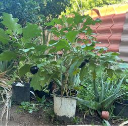 Planta de berenjena
