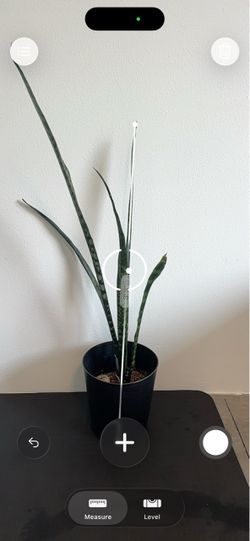 3’ snake plant