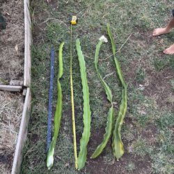 Dragon, Fruit Cuttings 3 Feet