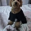 Mateo 