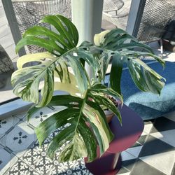 Monstera Albo Nodes/Chunks