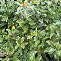 Planta Uña De Gato Variedad De Plantas Surtidas Hierbas Mora Laurel Ruda Hierbas Santa Kalonchea Manzanilla Diferentes tamañosDiferentes precios