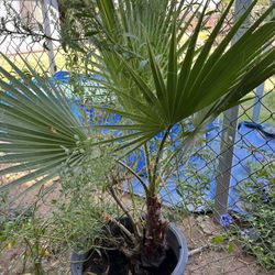 Fan Palm $50