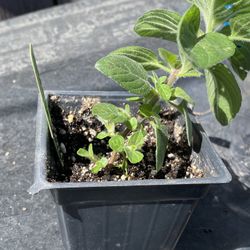 Sweet Lemon Mint Plant - Menta Limon - Yerba Hierba Buena Limon planta