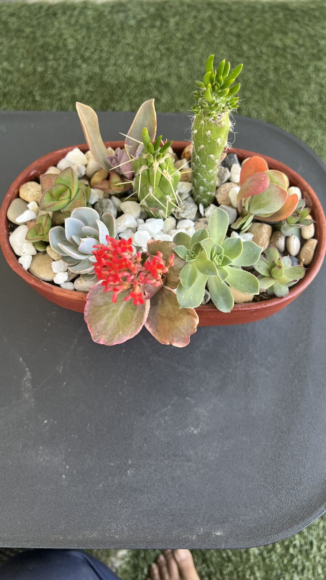 Succulents