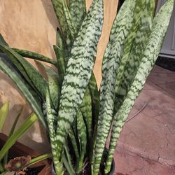 Snake Plant 