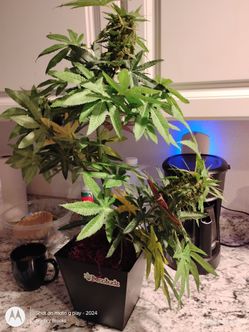 Artificial Pot Plant