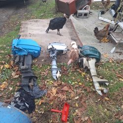Boat Motors