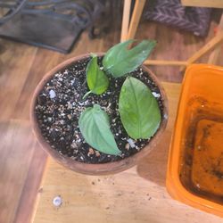 $5 Plant Cobalt Blue