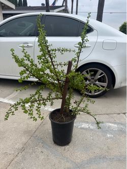 Elephant bush plant