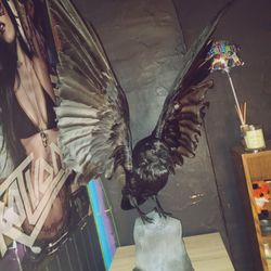 Statue Of a Real crow