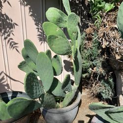 Stunning Large Potted Cactus Huge 5 Foot Beauty