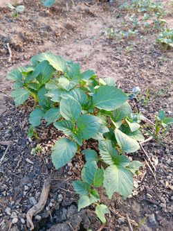 Tomatio plants.