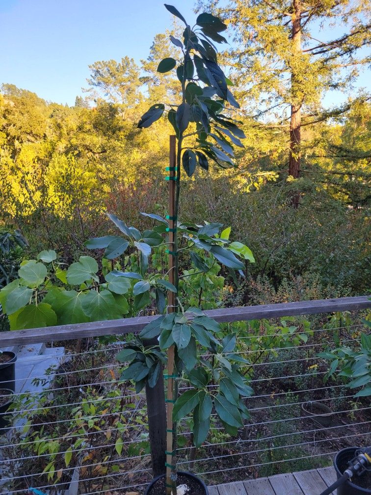 7ft BACON AVOCADO TREE