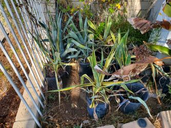Agaves