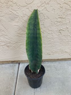 Large Whale Fin Sansevieria Masoniana Snake Plant in 1 Gal Pot, Rare Houseplant
