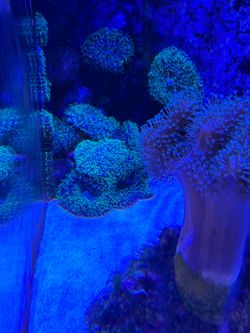 Mushroom decor