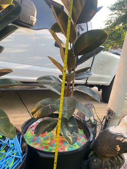 FICUS RUBBER GORGEOUS BURGUNDY TREE