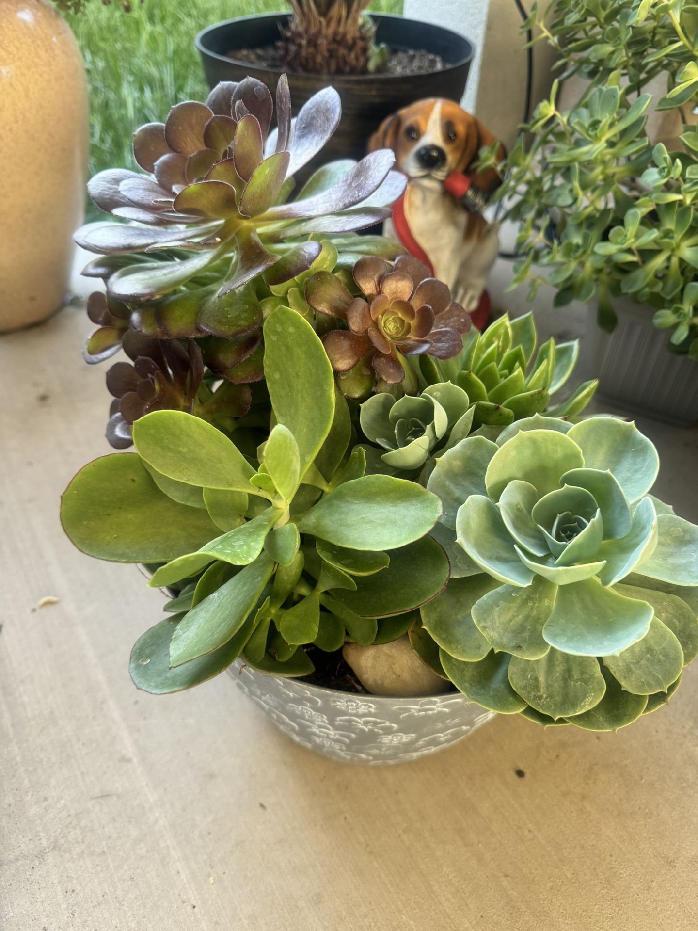 Set Of Succulents 