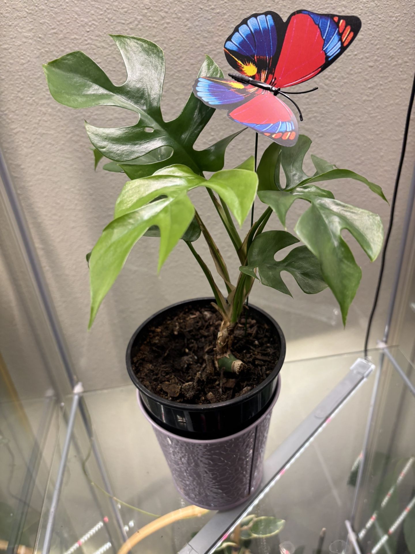 Monstera Minima With Butterfly