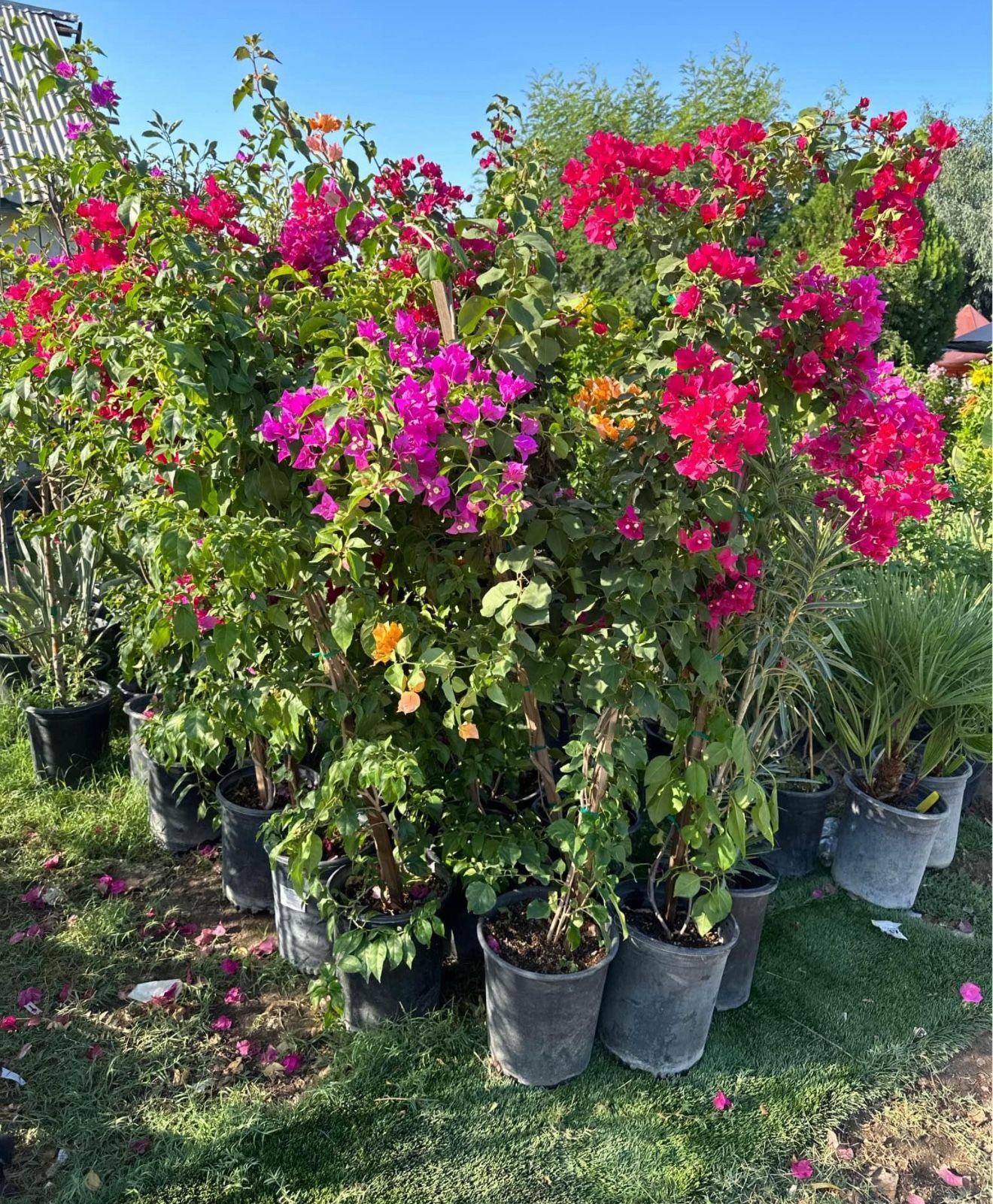 Bougainvilleas/ Bugambilias ๐ธ๐บ$40.00 Each