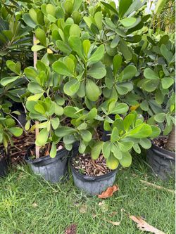 Clusias 7 galones  3-4-5 ft