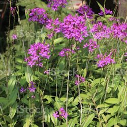 Orchid 