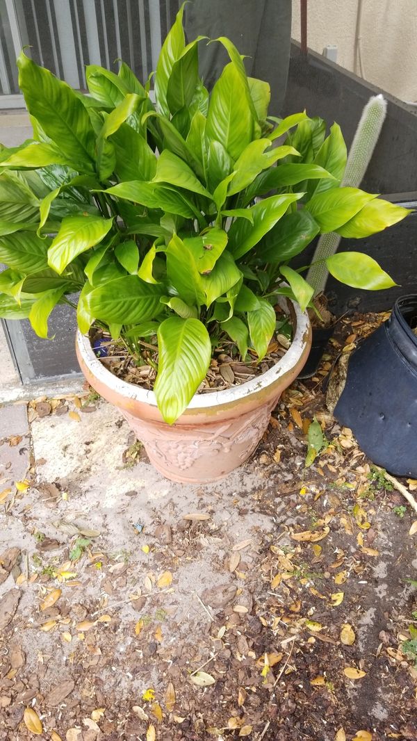 free plant pots near me