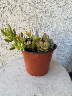 6 Inch Pot Succulent Plant - Rare Crassula Nudicaulis Herrei - Rooted & Established - Drought Resistant 🪴