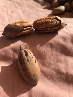 Walnuts Pecans