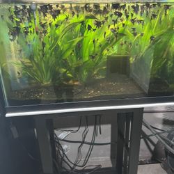 Aqurium