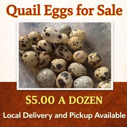 FARM FRESH Quail Eggs 