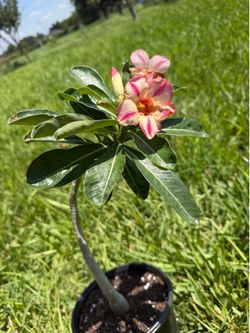 Desert Rose