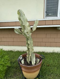 Euphorbia