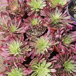 Aoenium Mardi Gras 6  Inch Pot 