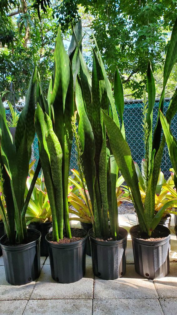 4 feet tall snake plant. Air purifying plant. $25