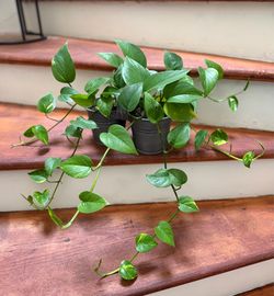 Pothos Plant