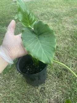Alocasia Odora