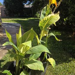 Cannaly Lilly Plant 