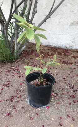 Guava tree