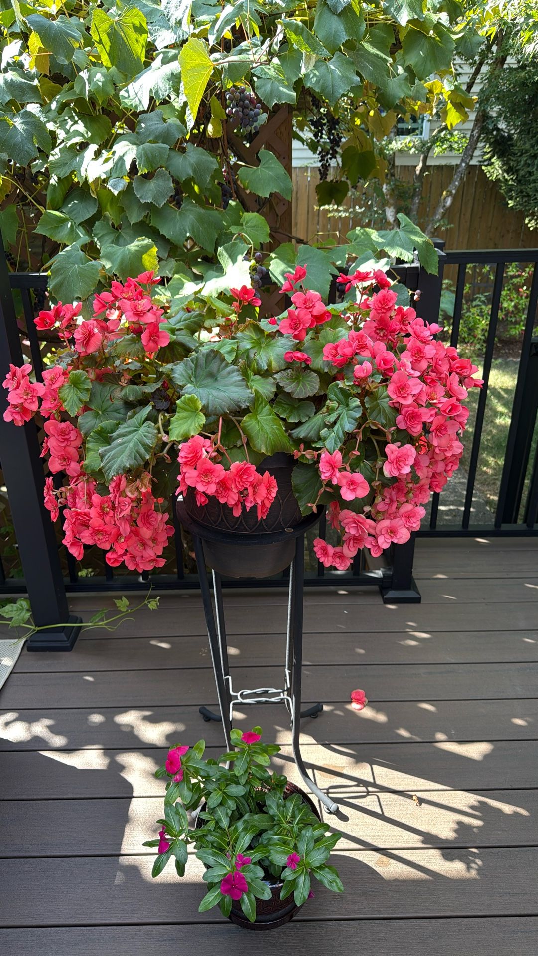 Begonia Plant