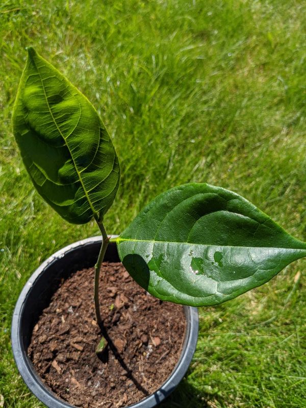 Jackfruit Plant / Tree Planting Pot for Sale in Lynnwood