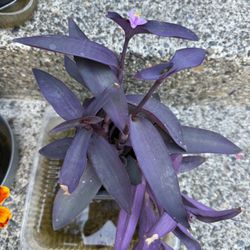 Purple Heart Tradescantia Plant In Pot Climbing 