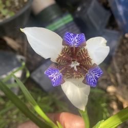 Walking iris rare plant